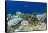 Coral Reef Diversity, Fiji-Pete Oxford-Framed Stretched Canvas