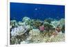 Coral Reef Diversity, Fiji-Pete Oxford-Framed Premium Photographic Print