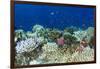 Coral Reef Diversity, Fiji-Pete Oxford-Framed Premium Photographic Print