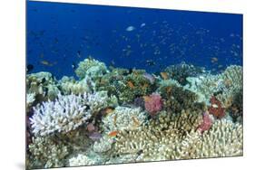 Coral Reef Diversity, Fiji-Pete Oxford-Mounted Premium Photographic Print