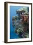 Coral Reef Diversity, Fiji-Pete Oxford-Framed Photographic Print