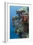 Coral Reef Diversity, Fiji-Pete Oxford-Framed Photographic Print