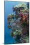 Coral Reef Diversity, Fiji-Pete Oxford-Mounted Photographic Print