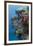 Coral Reef Diversity, Fiji-Pete Oxford-Framed Photographic Print