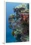 Coral Reef Diversity, Fiji-Pete Oxford-Framed Photographic Print