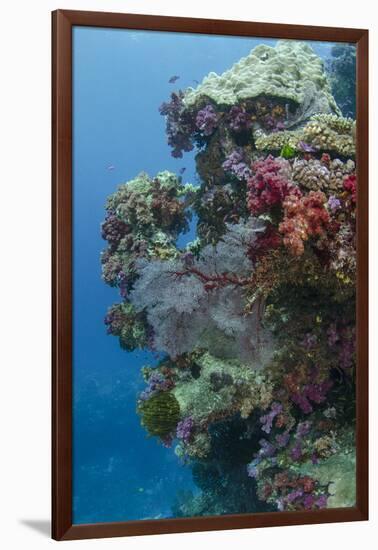 Coral Reef Diversity, Fiji-Pete Oxford-Framed Photographic Print