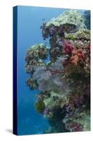 Coral Reef Diversity, Fiji-Pete Oxford-Stretched Canvas