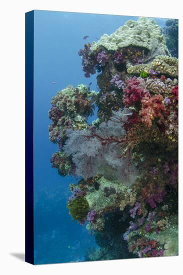 Coral Reef Diversity, Fiji-Pete Oxford-Stretched Canvas