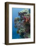 Coral Reef Diversity, Fiji-Pete Oxford-Framed Photographic Print