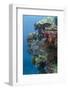 Coral Reef Diversity, Fiji-Pete Oxford-Framed Photographic Print