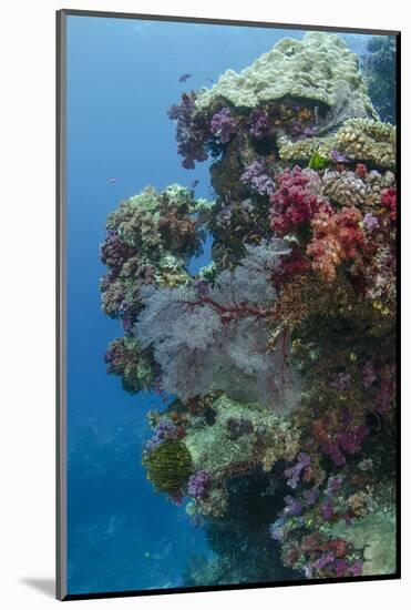 Coral Reef Diversity, Fiji-Pete Oxford-Mounted Photographic Print