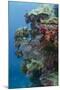 Coral Reef Diversity, Fiji-Pete Oxford-Mounted Premium Photographic Print