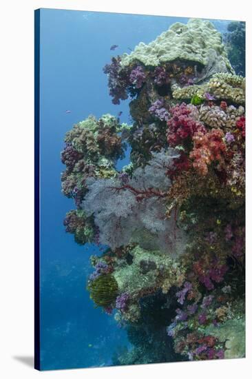 Coral Reef Diversity, Fiji-Pete Oxford-Stretched Canvas