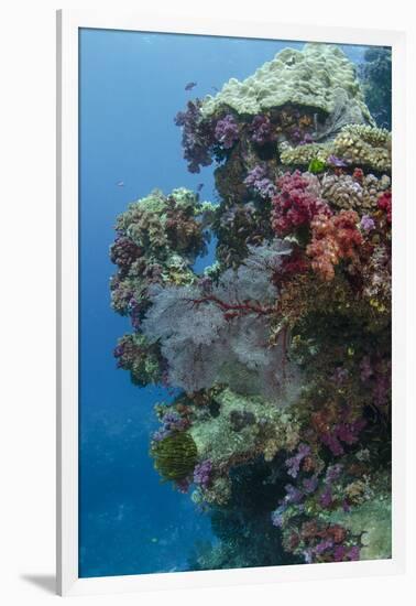 Coral Reef Diversity, Fiji-Pete Oxford-Framed Premium Photographic Print
