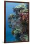 Coral Reef Diversity, Fiji-Pete Oxford-Framed Premium Photographic Print