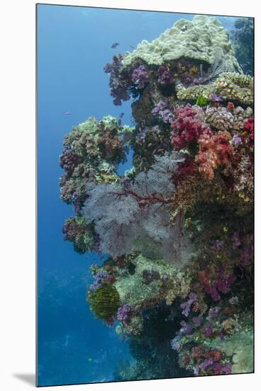 Coral Reef Diversity, Fiji-Pete Oxford-Mounted Premium Photographic Print