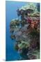 Coral Reef Diversity, Fiji-Pete Oxford-Mounted Premium Photographic Print