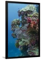 Coral Reef Diversity, Fiji-Pete Oxford-Framed Premium Photographic Print