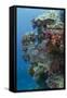 Coral Reef Diversity, Fiji-Pete Oxford-Framed Stretched Canvas