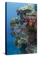 Coral Reef Diversity, Fiji-Pete Oxford-Stretched Canvas