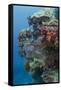 Coral Reef Diversity, Fiji-Pete Oxford-Framed Stretched Canvas