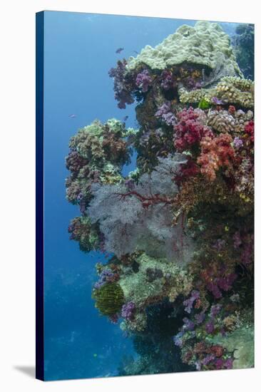 Coral Reef Diversity, Fiji-Pete Oxford-Stretched Canvas