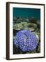 Coral Reef Diversity, Fiji-Pete Oxford-Framed Photographic Print