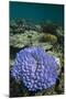 Coral Reef Diversity, Fiji-Pete Oxford-Mounted Photographic Print