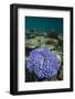 Coral Reef Diversity, Fiji-Pete Oxford-Framed Photographic Print