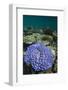 Coral Reef Diversity, Fiji-Pete Oxford-Framed Photographic Print