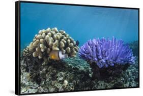 Coral Reef Diversity, Fiji-Pete Oxford-Framed Stretched Canvas