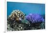 Coral Reef Diversity, Fiji-Pete Oxford-Framed Photographic Print