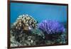 Coral Reef Diversity, Fiji-Pete Oxford-Framed Photographic Print