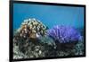 Coral Reef Diversity, Fiji-Pete Oxford-Framed Photographic Print