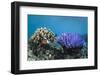 Coral Reef Diversity, Fiji-Pete Oxford-Framed Photographic Print