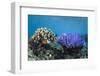 Coral Reef Diversity, Fiji-Pete Oxford-Framed Photographic Print