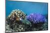 Coral Reef Diversity, Fiji-Pete Oxford-Mounted Photographic Print