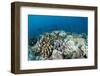 Coral Reef Diversity, Fiji-Pete Oxford-Framed Photographic Print