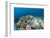 Coral Reef Diversity, Fiji-Pete Oxford-Framed Photographic Print