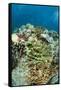 Coral Reef Diversity, Fiji-Pete Oxford-Framed Stretched Canvas