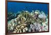 Coral Reef Diversity, Fiji-Pete Oxford-Framed Photographic Print