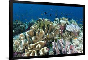 Coral Reef Diversity, Fiji-Pete Oxford-Framed Photographic Print