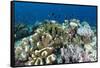 Coral Reef Diversity, Fiji-Pete Oxford-Framed Stretched Canvas