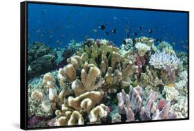 Coral Reef Diversity, Fiji-Pete Oxford-Framed Stretched Canvas