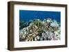 Coral Reef Diversity, Fiji-Pete Oxford-Framed Photographic Print