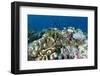 Coral Reef Diversity, Fiji-Pete Oxford-Framed Photographic Print