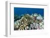 Coral Reef Diversity, Fiji-Pete Oxford-Framed Photographic Print