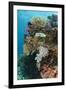 Coral Reef Diversity, Fiji-Pete Oxford-Framed Premium Photographic Print