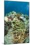 Coral Reef Diversity, Fiji-Pete Oxford-Mounted Premium Photographic Print