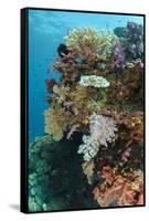 Coral Reef Diversity, Fiji-Pete Oxford-Framed Stretched Canvas